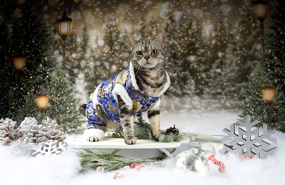 Котики к Праздникам! Всех С Наступающим Новым Годом!