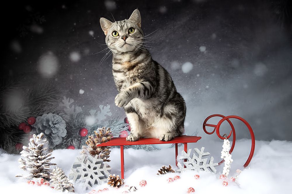 Котики к Праздникам! Всех С Наступающим Новым Годом!
