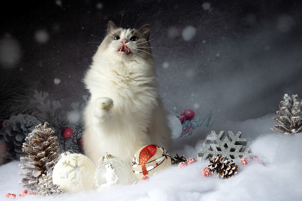 Котики к Праздникам! Всех С Наступающим Новым Годом!