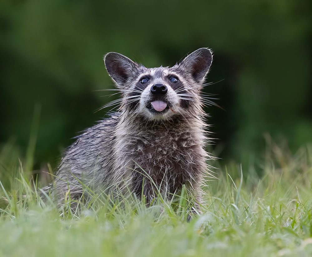 Енот-полоскун -Raccoon