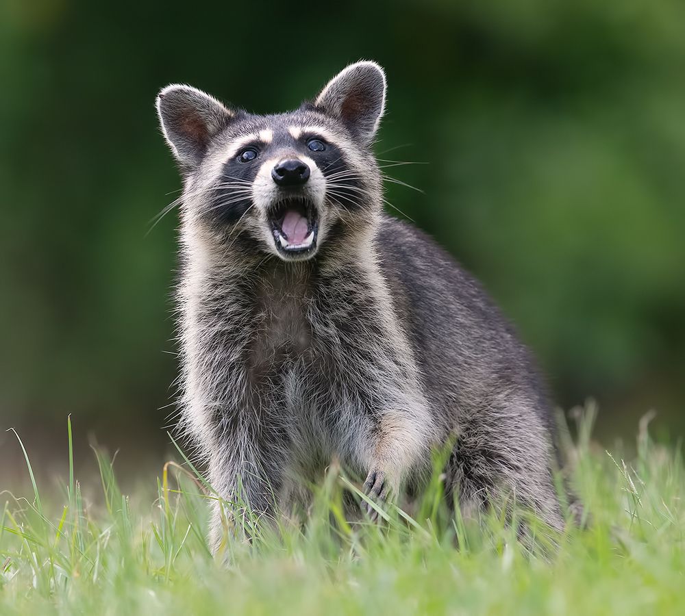 Енот-полоскун -Raccoon