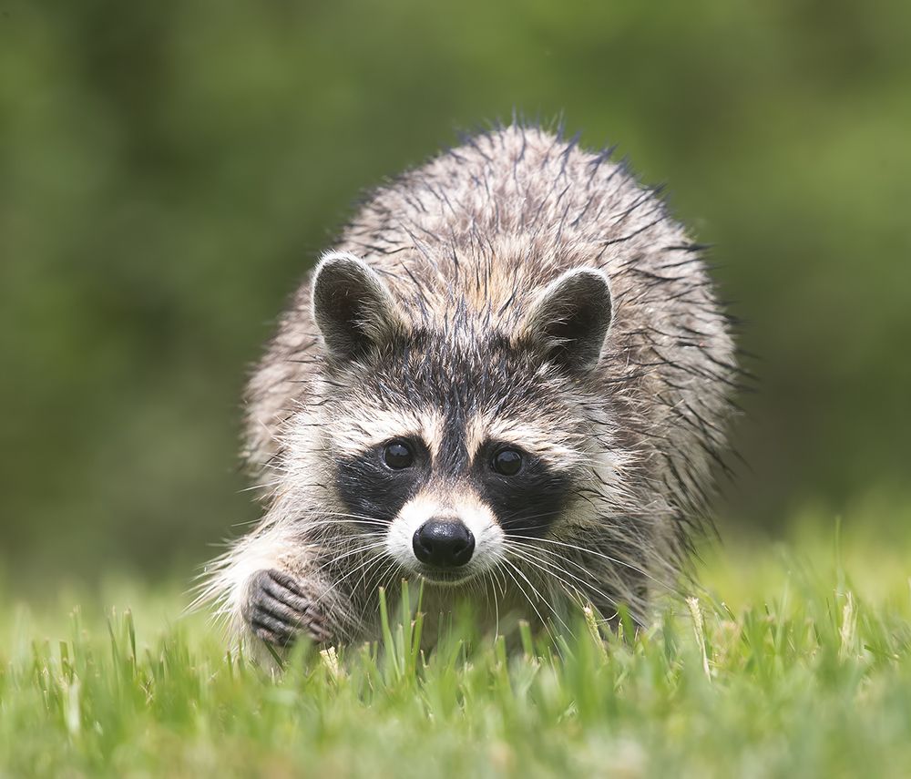 Енот-полоскун -Raccoon