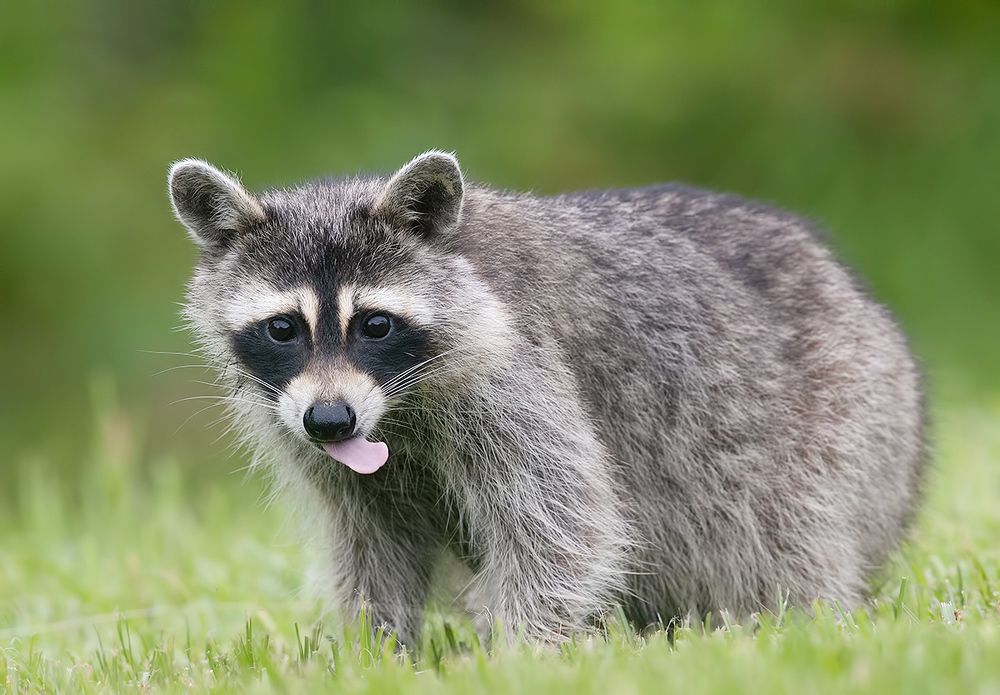 Енот-полоскун -Raccoon