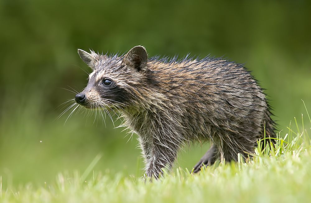 Енот-полоскун -Raccoon