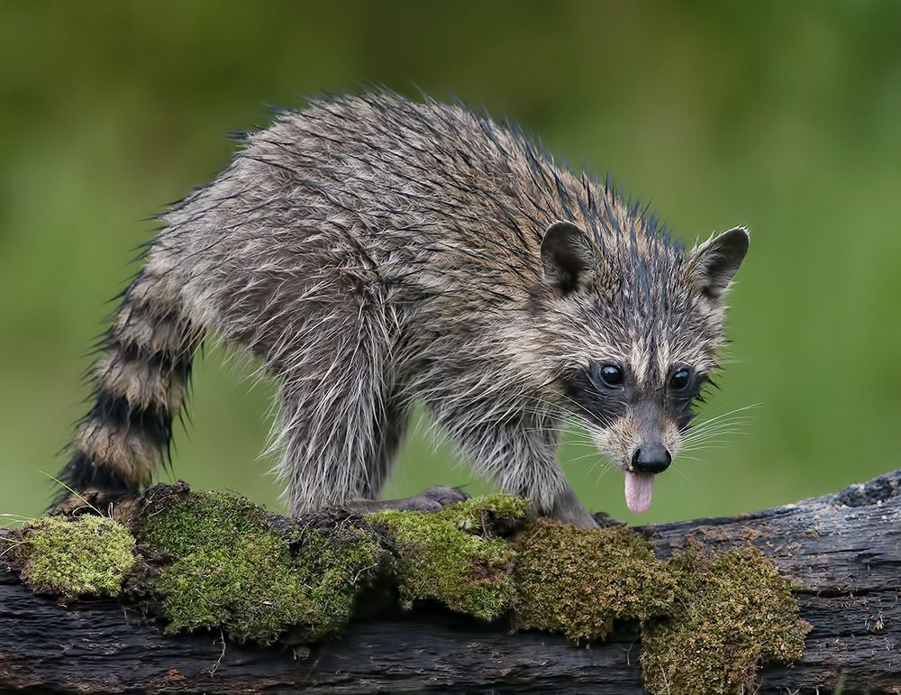 Енот-полоскун -Raccoon