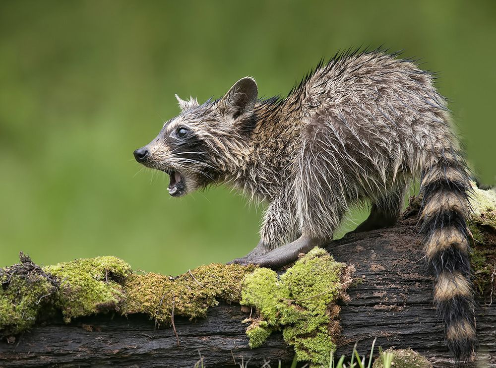 Енот-полоскун -Raccoon