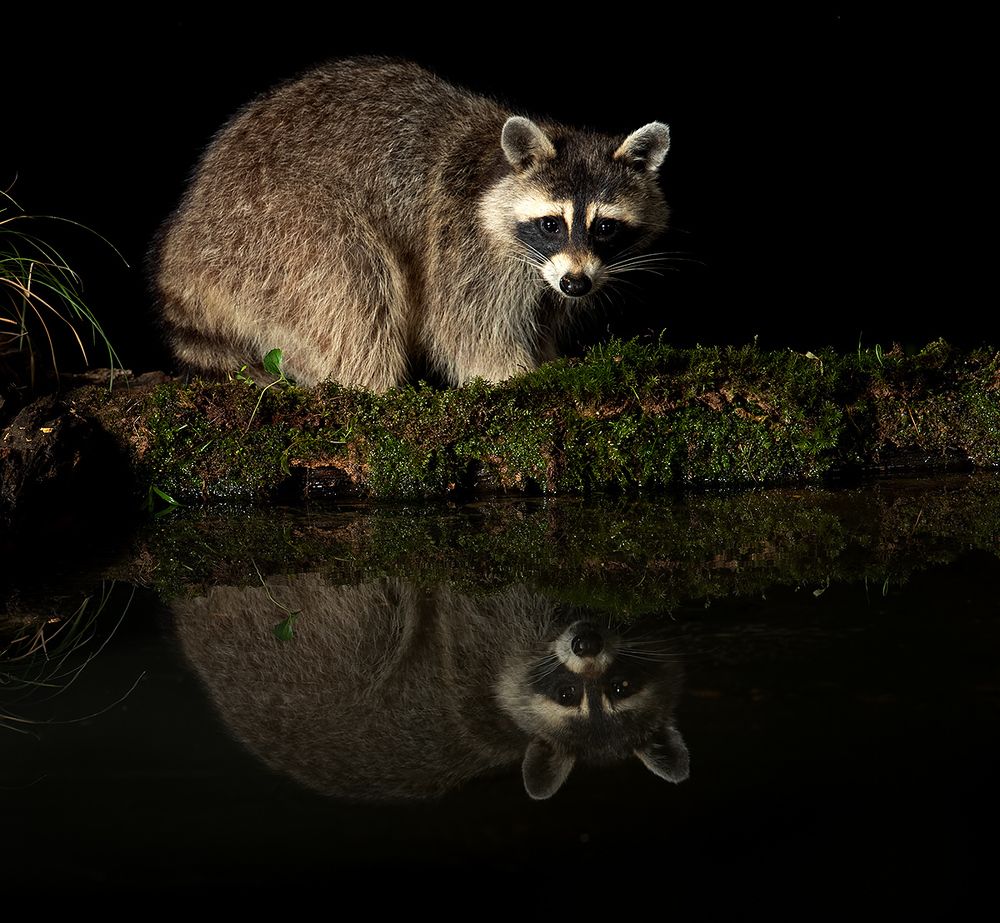 Енот-полоскун -Raccoon