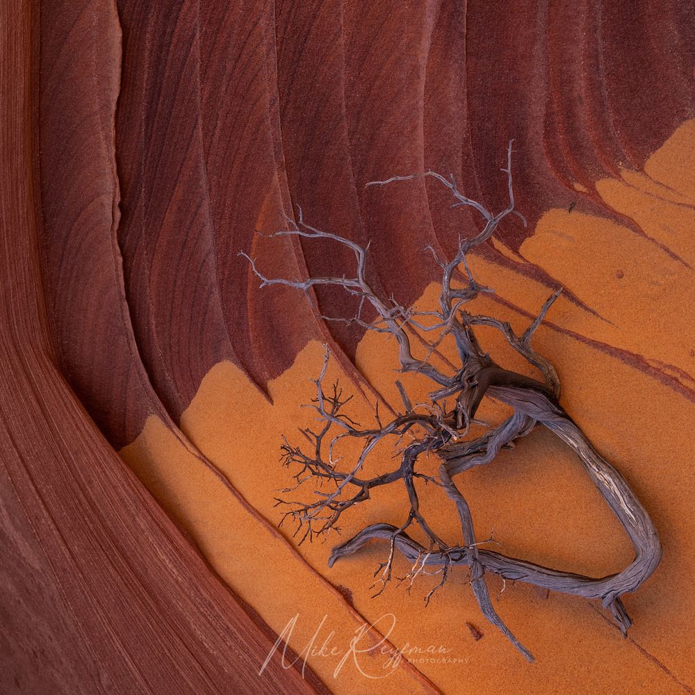 The Wave. Coyote Buttes North. Arizona