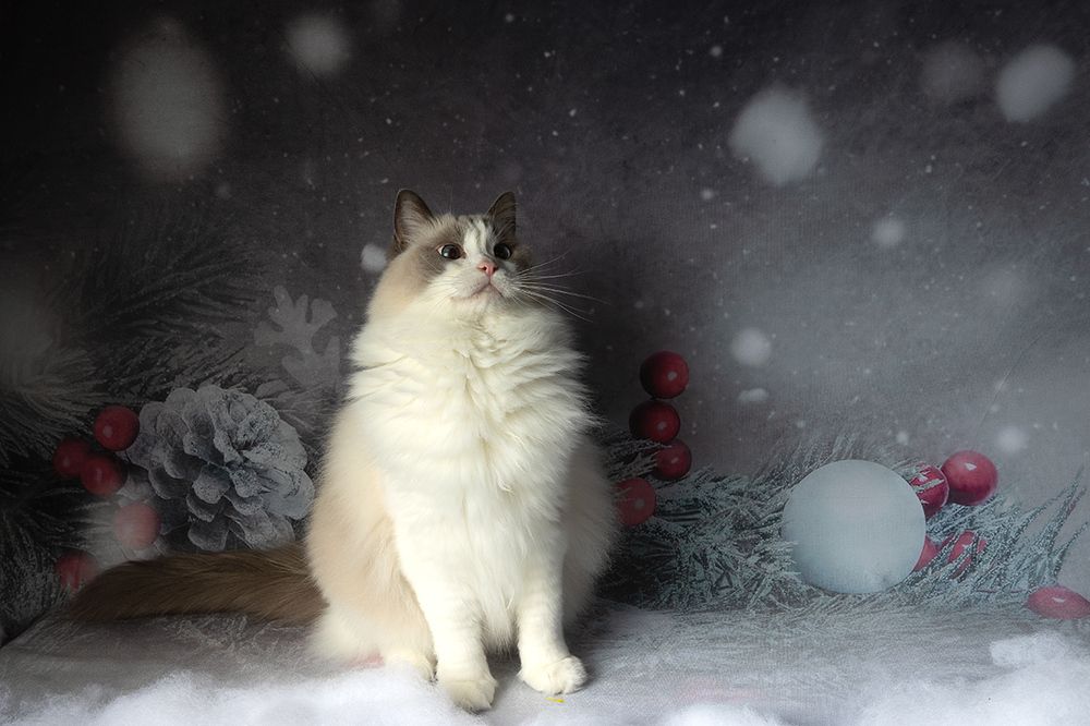 Матильда. Снегурочку - вызывали? Happy New Year!