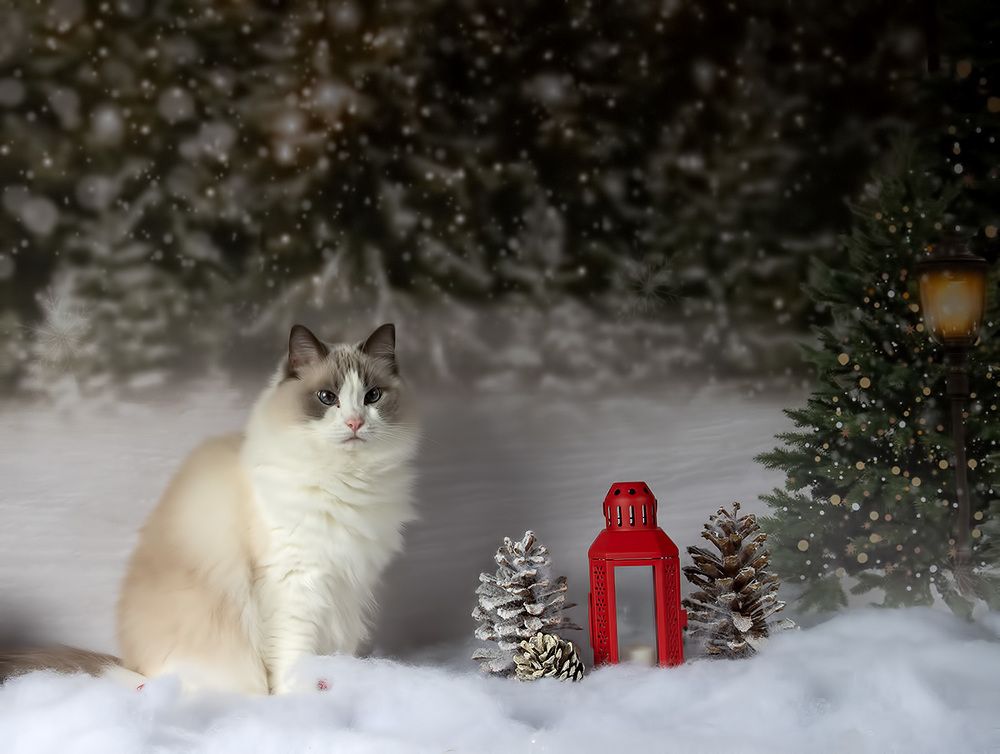 Матильда. Снегурочку - вызывали? Happy New Year!