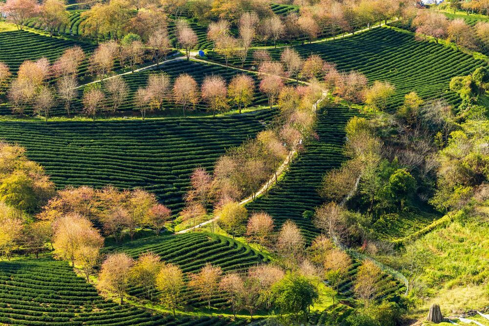 Landscape