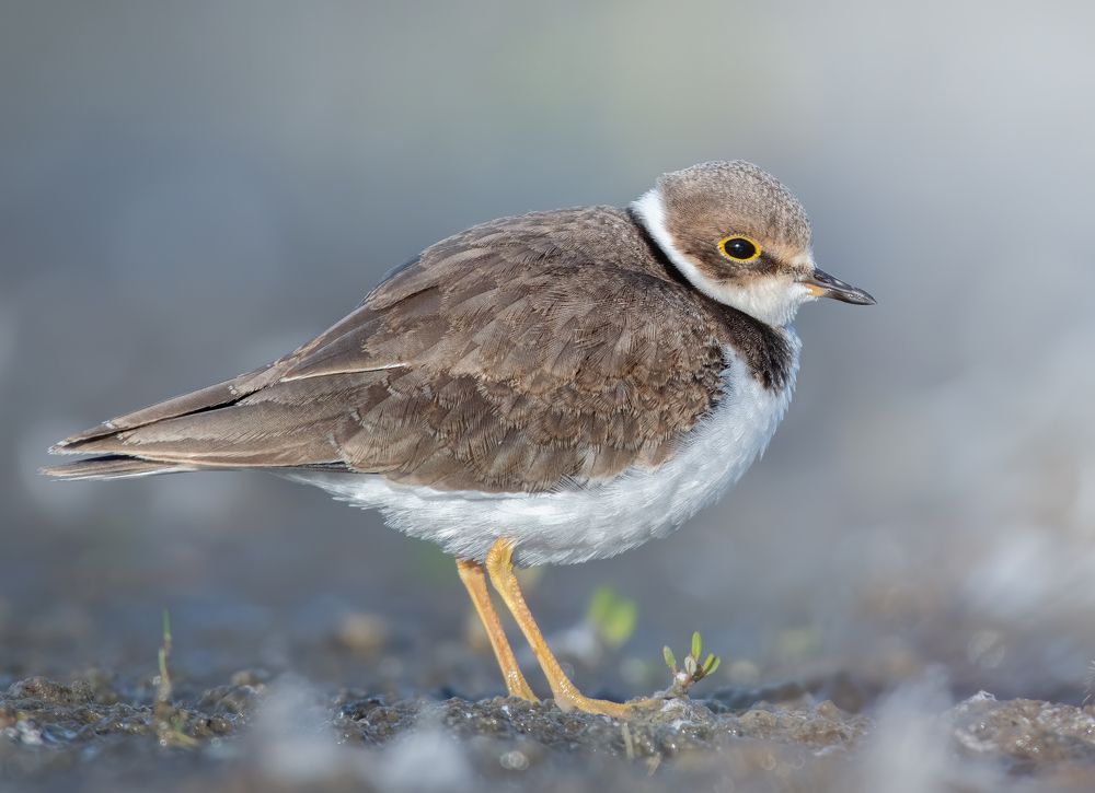 Малый Зуёк Charadrius dubius