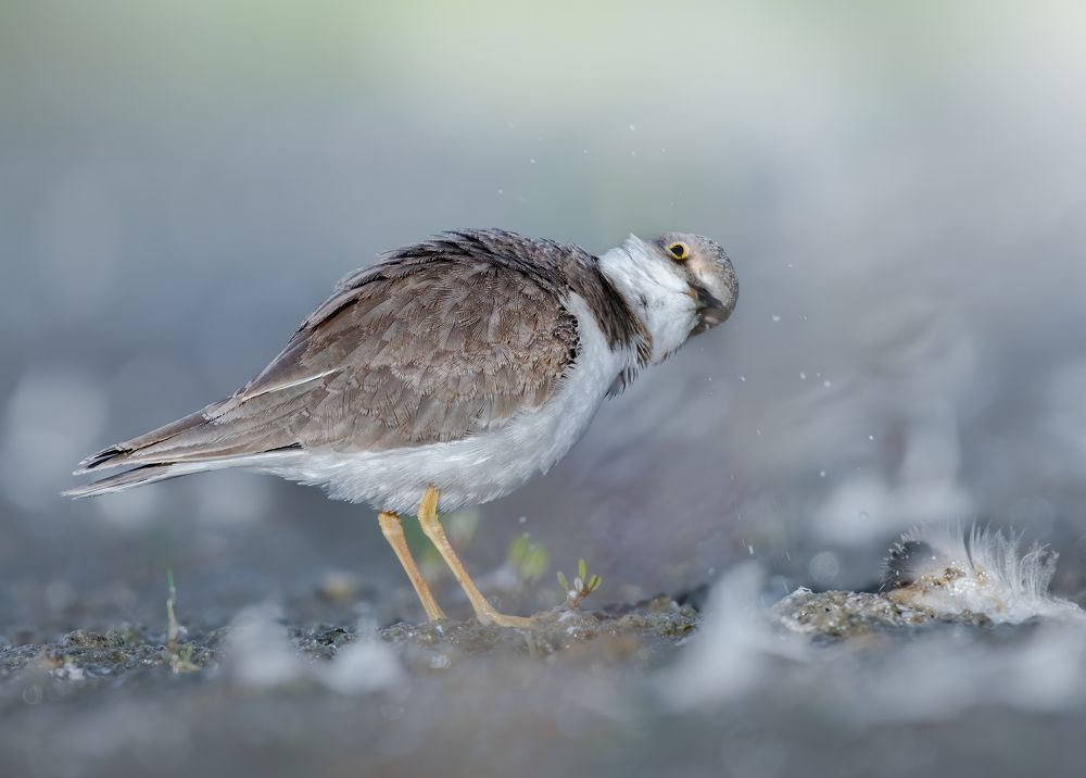 Малый Зуёк Charadrius dubius