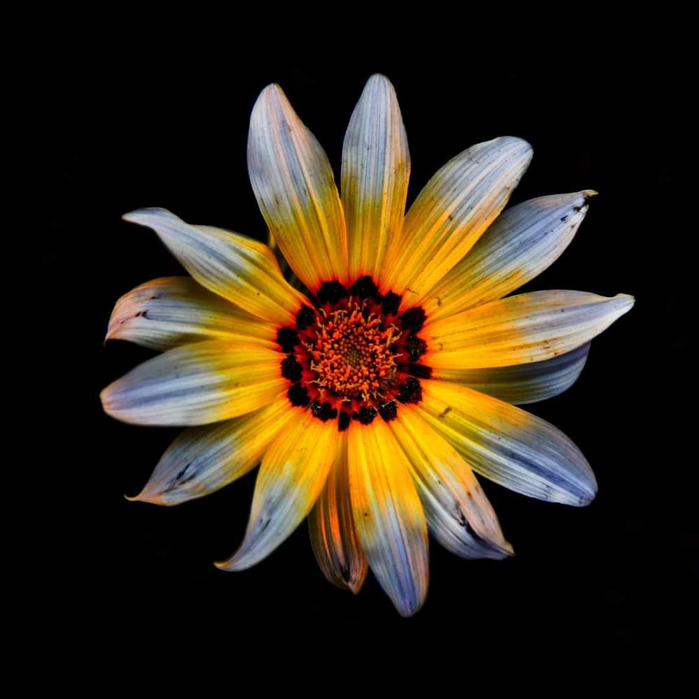FLORES/FLOWERS