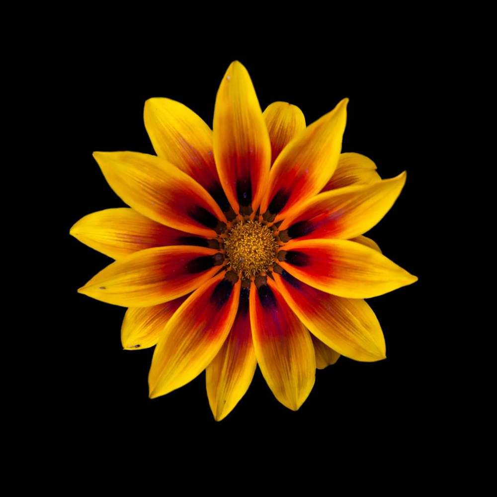 FLORES/FLOWERS