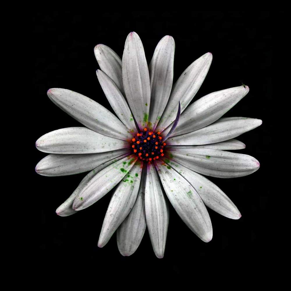 FLORES/FLOWERS