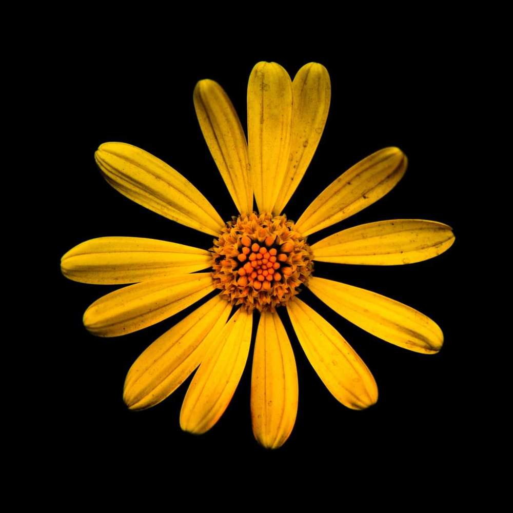 FLORES/FLOWERS