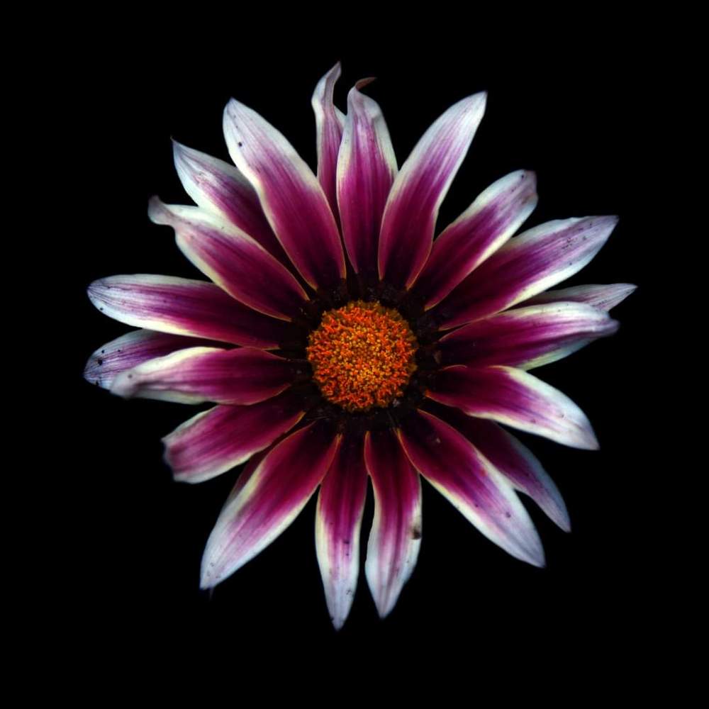 FLORES/FLOWERS