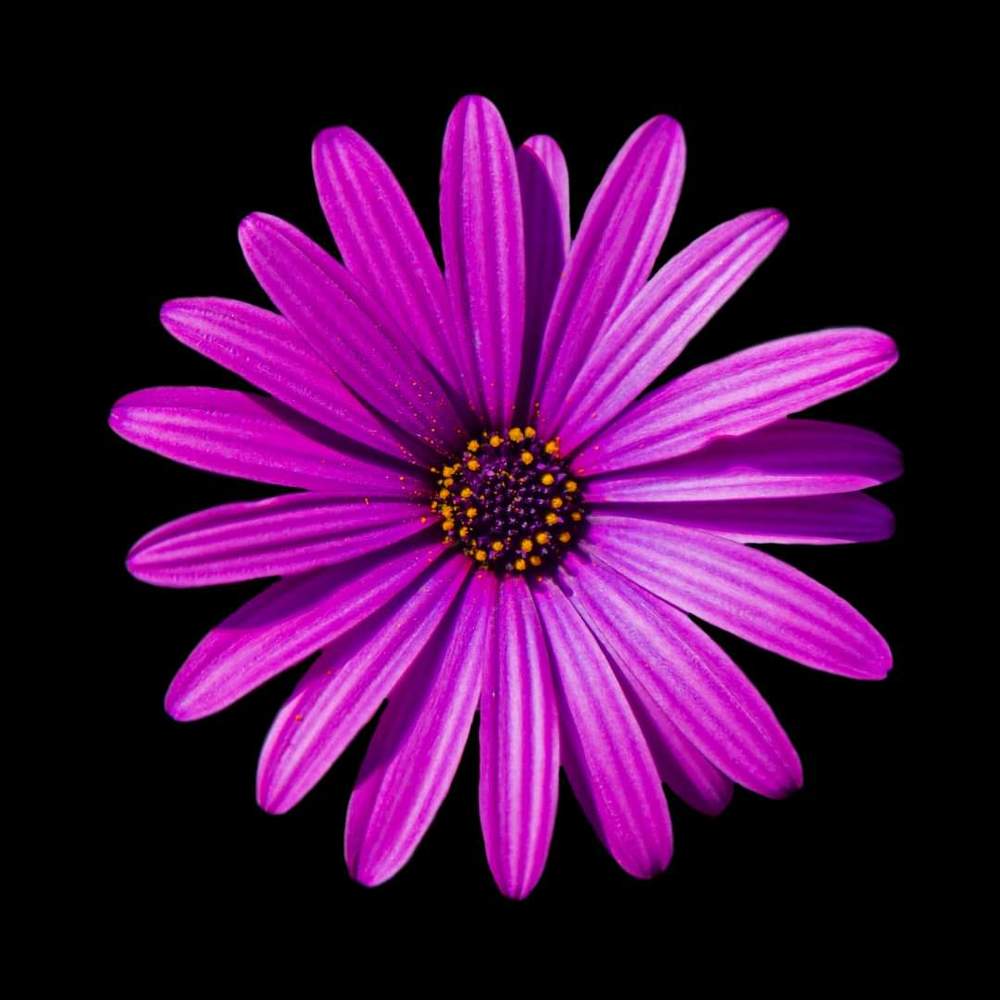 FLORES/FLOWERS