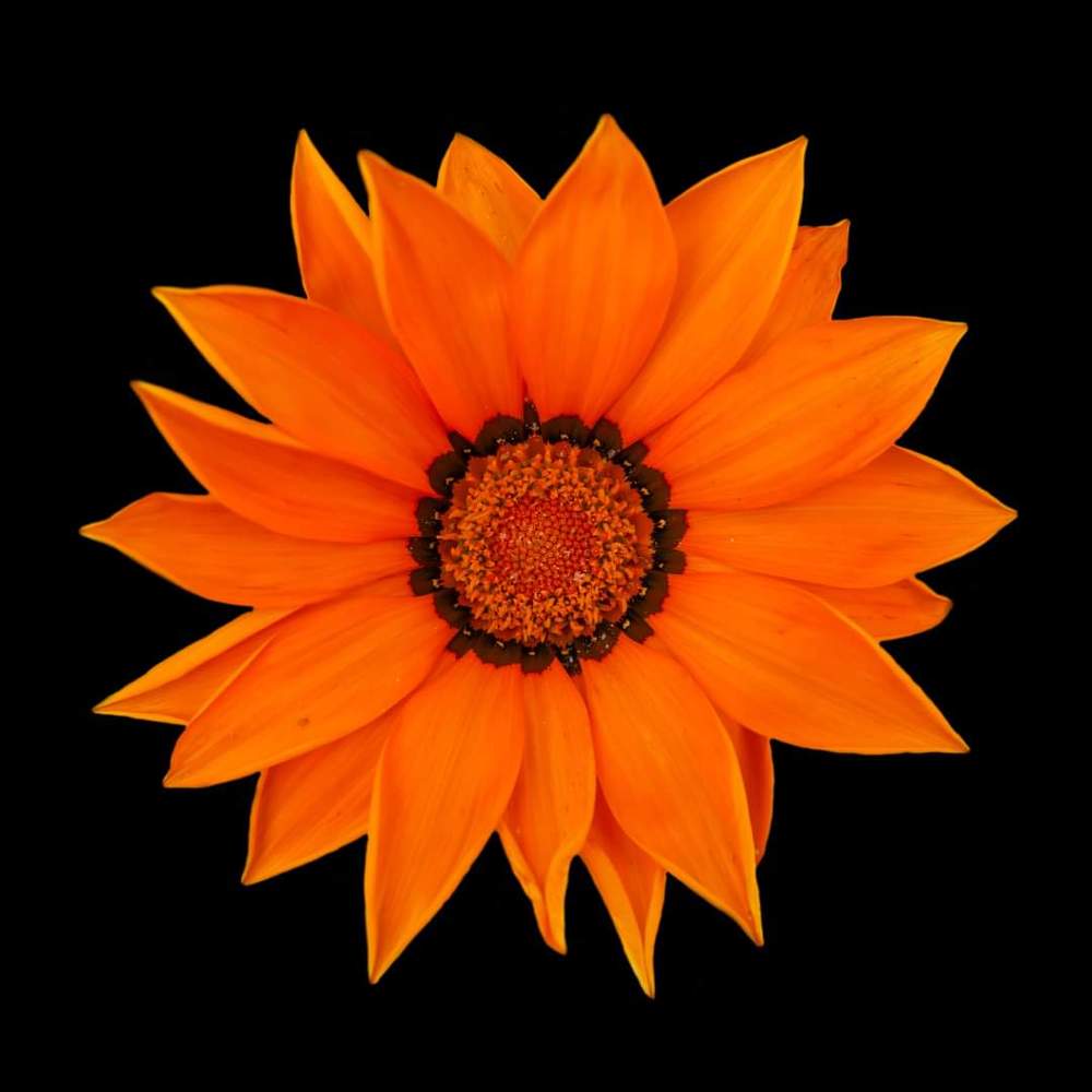 FLORES/FLOWERS