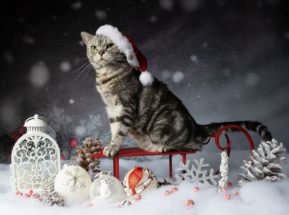 C Новым Годом! Happy New Year!