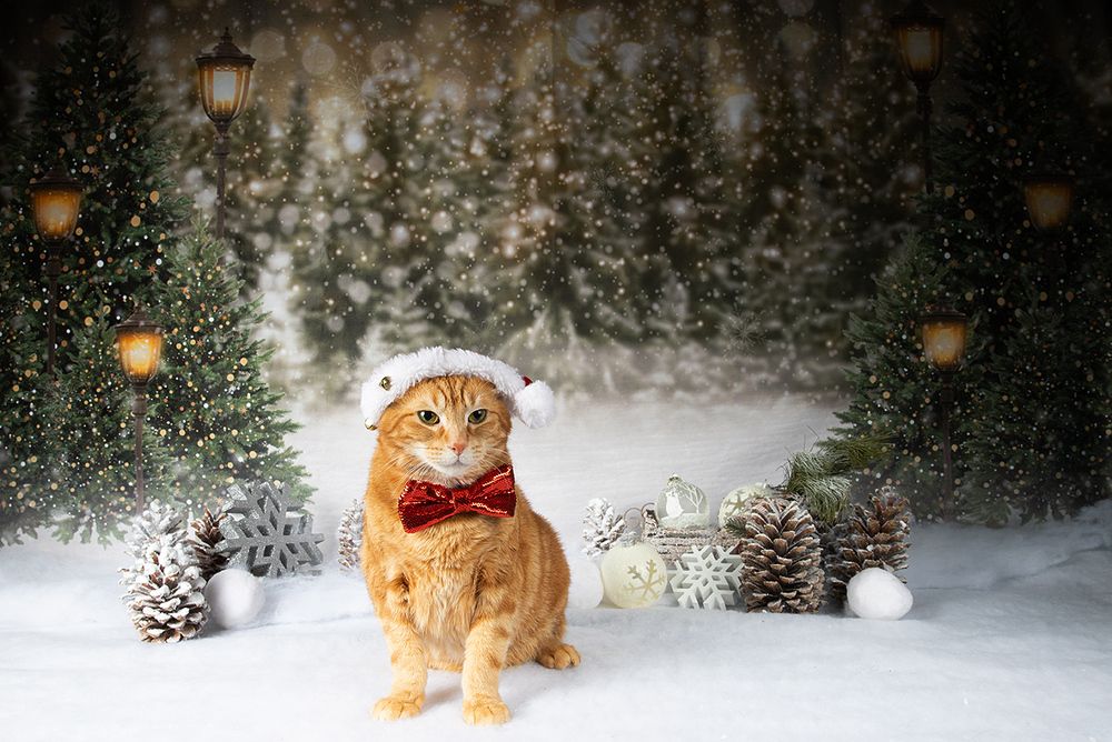 C Новым Годом! Happy New Year!