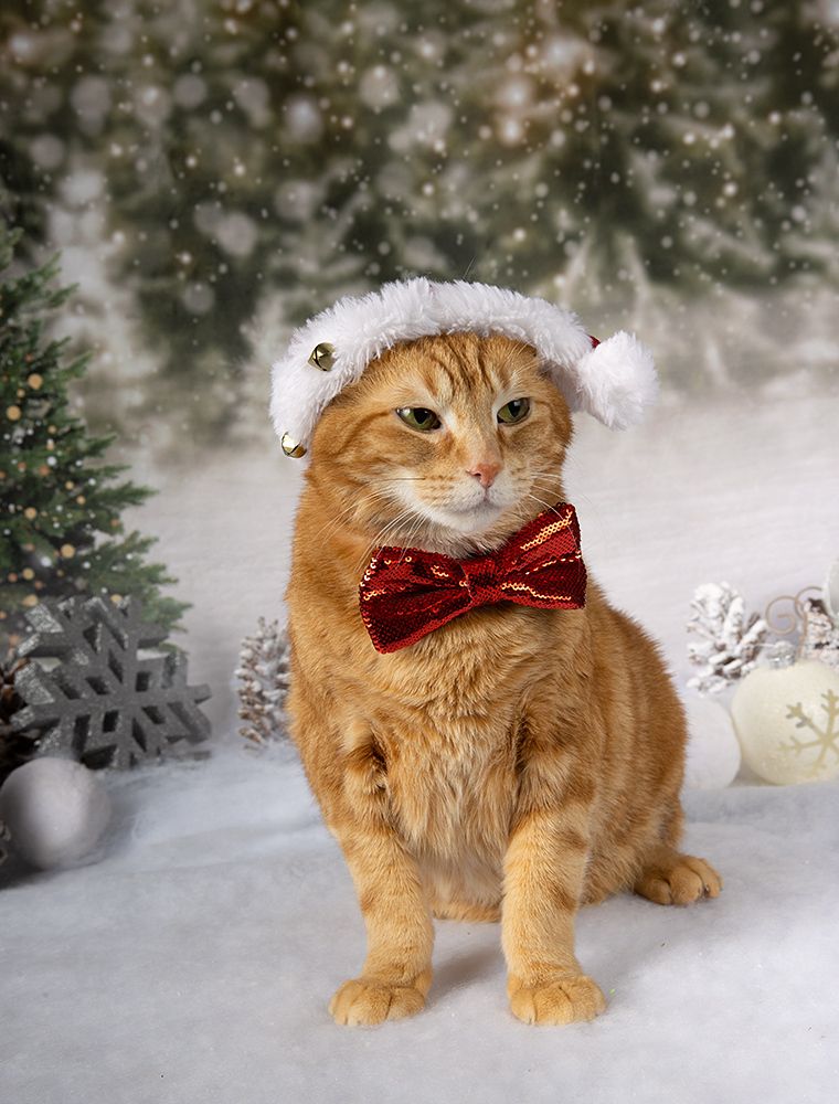 C Новым Годом! Happy New Year!