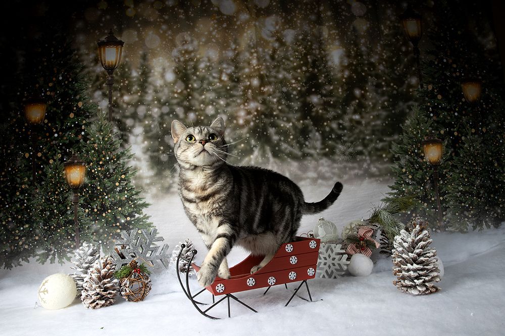 C Новым Годом! Happy New Year!