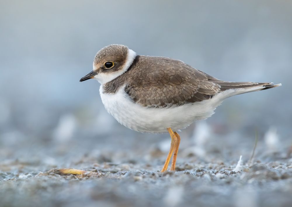 Галстучник Charadrius hiaticula и Малый Зуёк Charadrius dubius