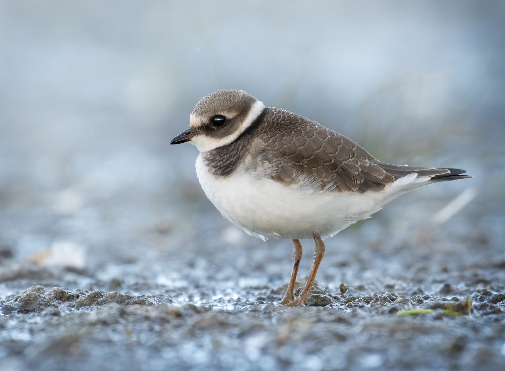Галстучник Charadrius hiaticula и Малый Зуёк Charadrius dubius