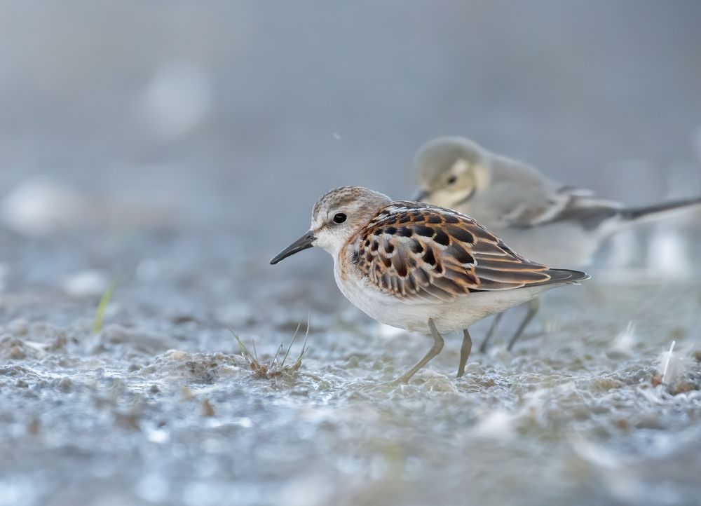 Кулик-Воробей Calidris minuta