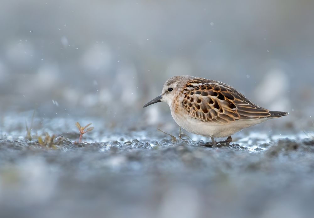 Кулик-Воробей Calidris minuta