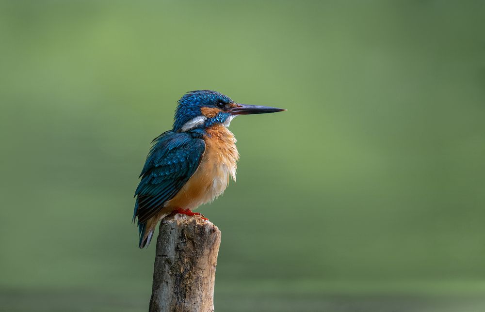 Photo 2308540