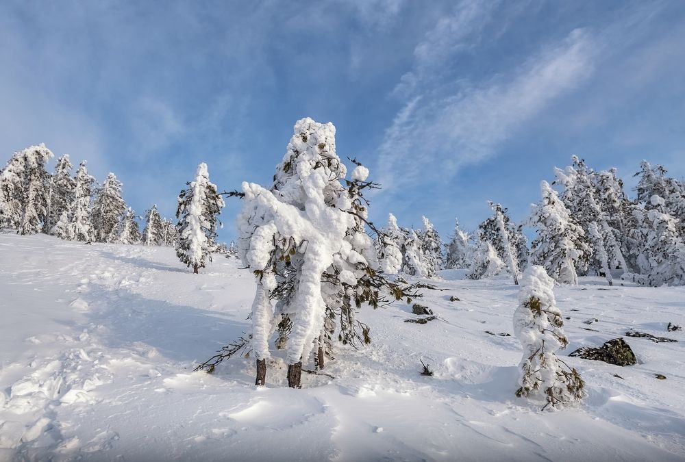 Снежные парочки