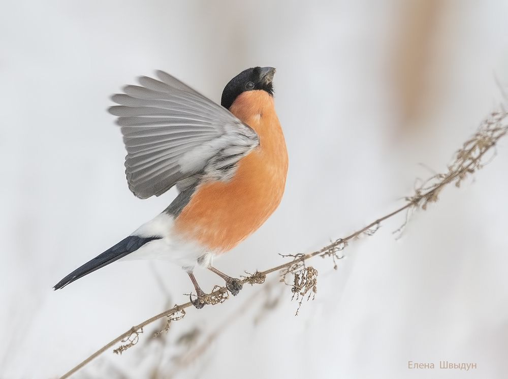 Bullfinches