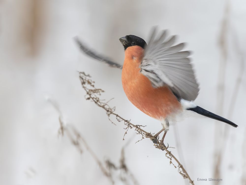 Bullfinches