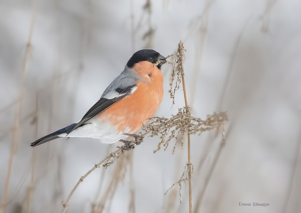 Bullfinches