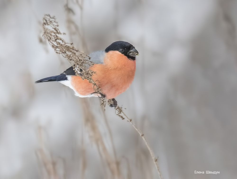 Bullfinches