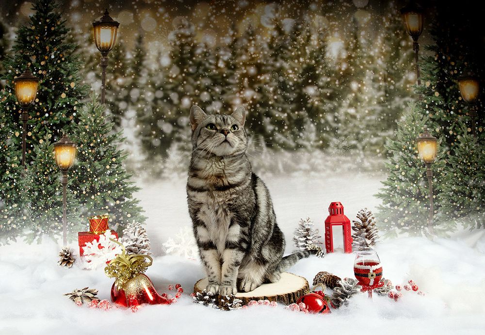 Котики к Праздникам!