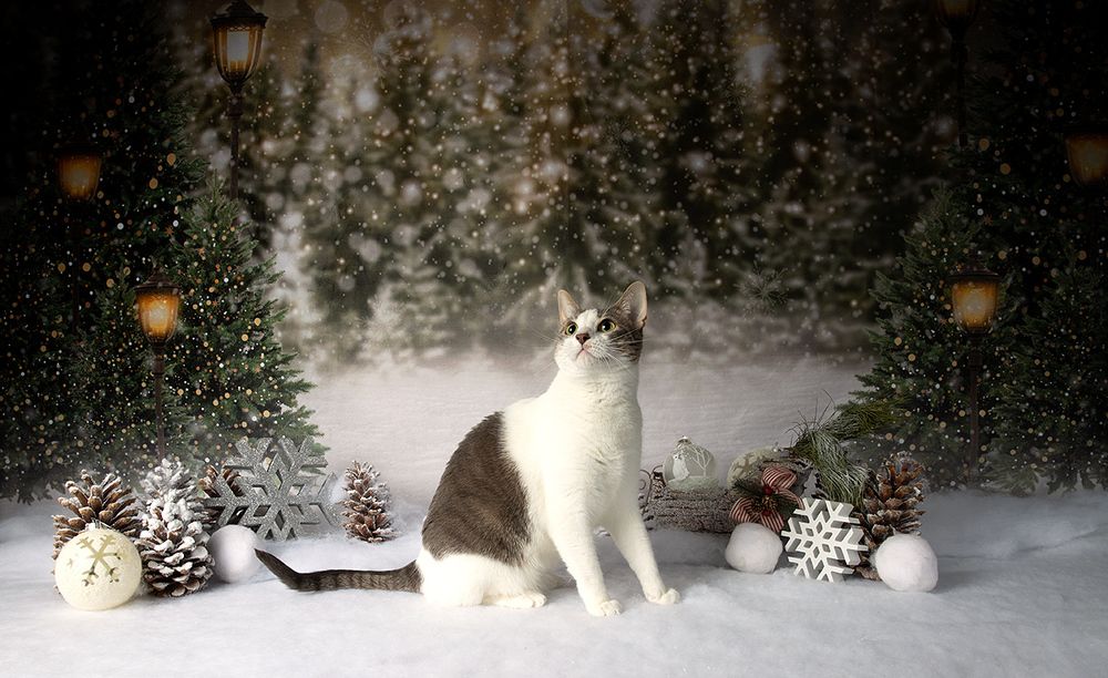 Котики к Праздникам!