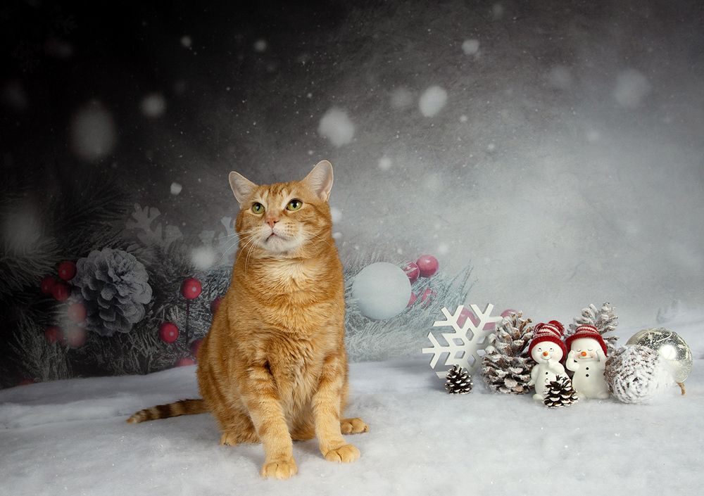 Котики к Праздникам!