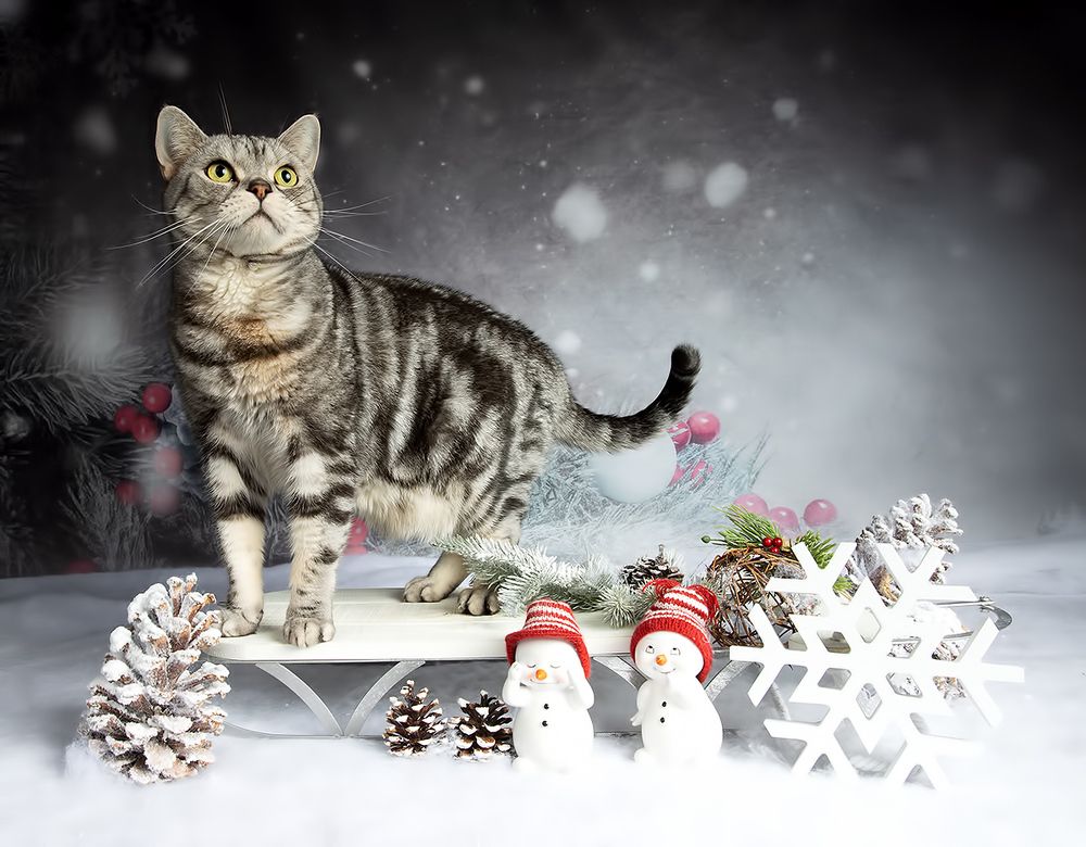 Котики к Праздникам!