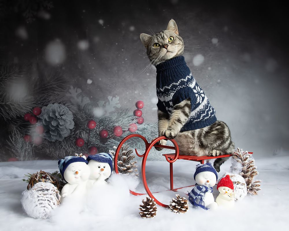 Котики к Праздникам!