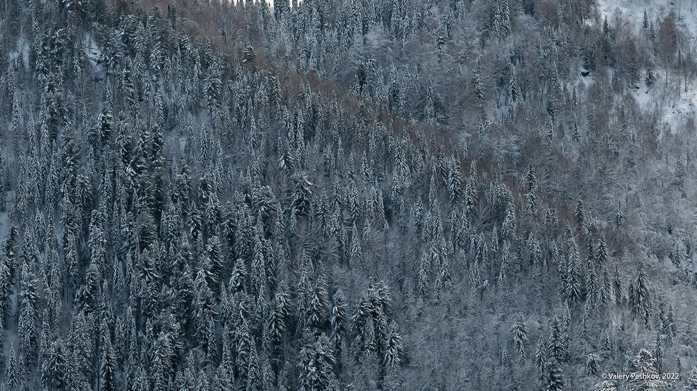 03 &hellip; стройные пихты, впрочем, тоже!
