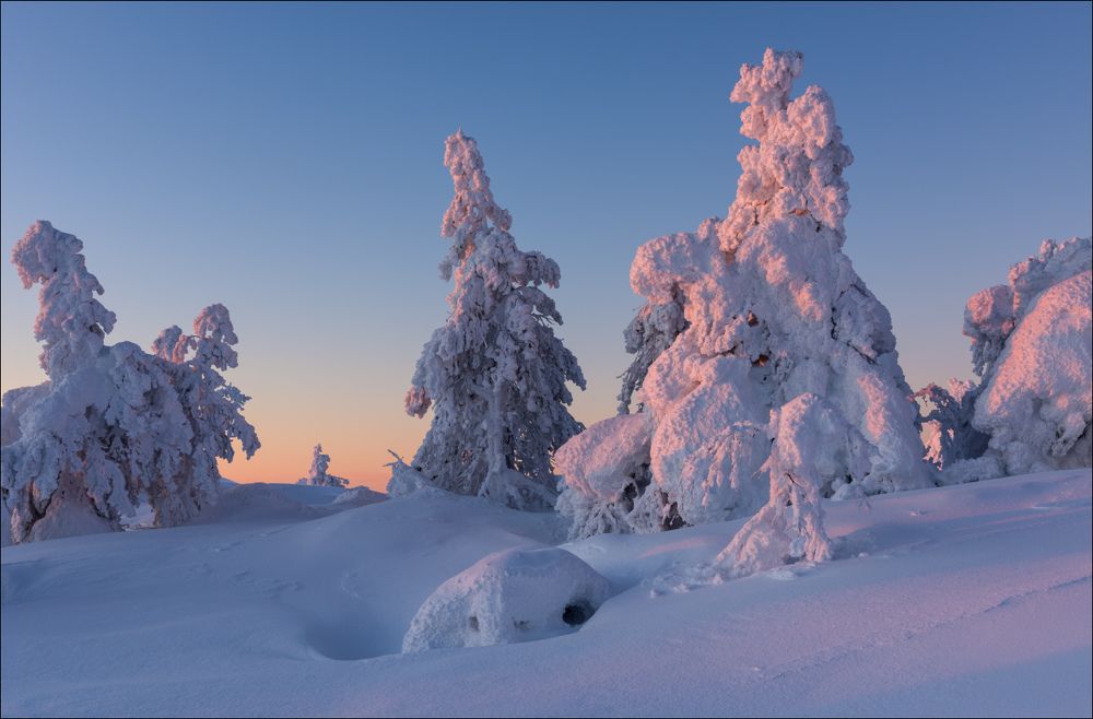 Последний свет на заснеженных деревьях
