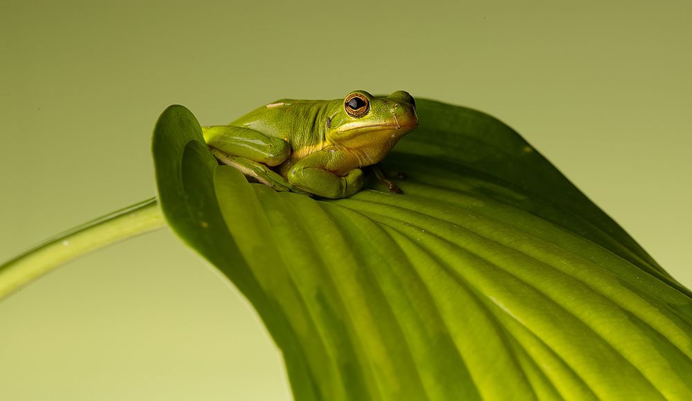Квакша. Frog. Hylidae - Зеленая североамериканская Квакша