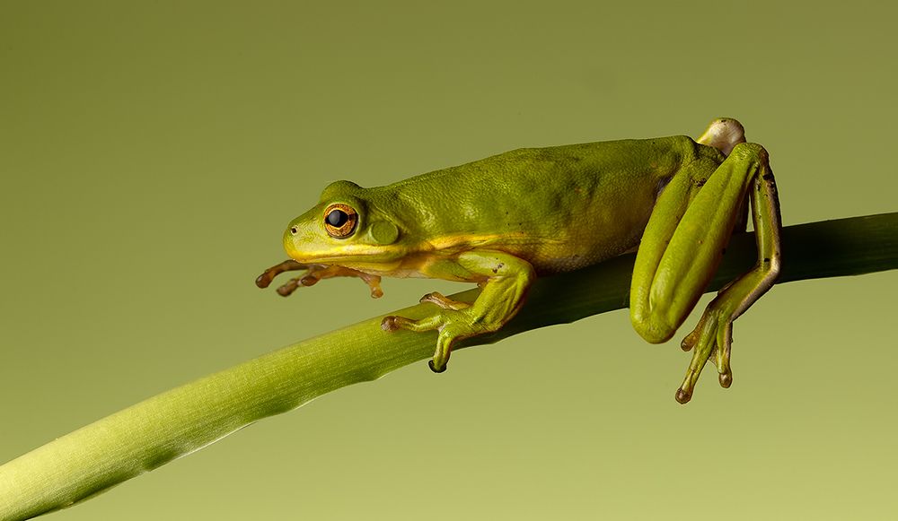Квакша. Frog. Hylidae - Зеленая североамериканская Квакша