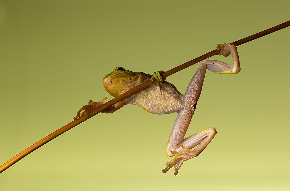 Квакша. Frog. Hylidae - Зеленая североамериканская Квакша