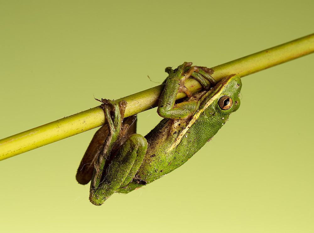Квакша. Frog. Hylidae - Зеленая североамериканская Квакша