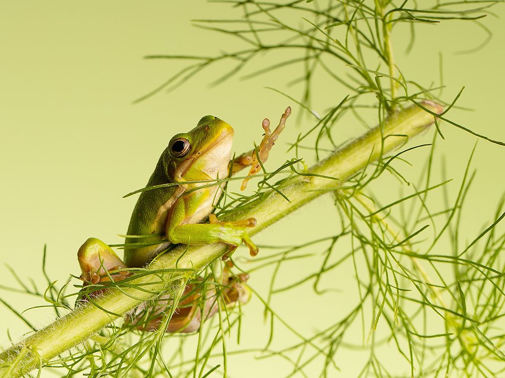 Квакша. Frog. Hylidae - Зеленая североамериканская Квакша